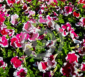 in oman flowers and garden the spring colors