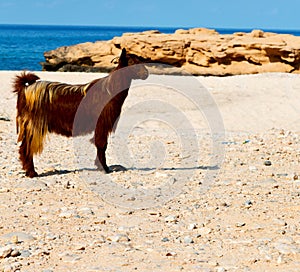 in oman goat alone near the rock and bush