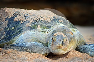 Oman: Green Turtle