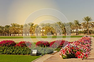 Oman, Muscat, flowers and palm trees