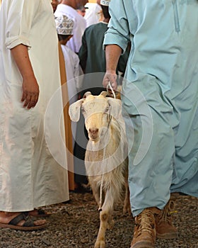 Oman, Nizwa - traditional bazaar of animals