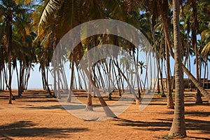 Oman: Palm trees in Salalah photo