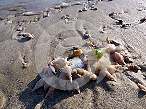 Oman, Salalah, gastropods and molluscs on the beach