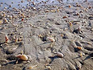 Oman, Salalah, gastropods and mollusks on the shoreline