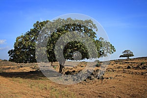 Oman: Trees in Dhofar photo