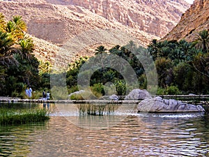 Oman. Wadi Bani khalid photo