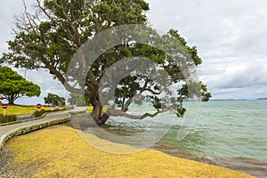 Omana Beach Auckland New Zealand