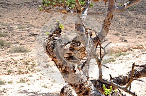 Omani frankincense tree