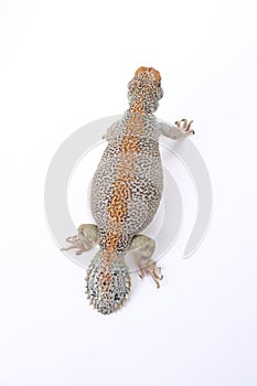 Omani spiny-tailed lizard (Uromastyx thomasi)