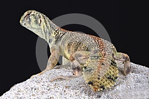 Omani spiny-tailed lizard (Uromastyx thomasi) photo