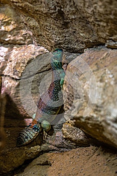 Omani Spiny-tailed Lizard