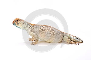 Omani spiny-tailed lizard (Uromastyx thomasi) photo