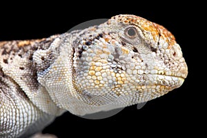 Omani Spiny-tailed Lizard (Uromastyx thomasi) photo