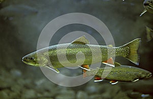 OMBLE CHEVALIER salvelinus alpinus