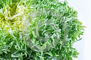 Ombre shades of green on head of frisee lettuce, white background