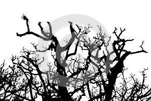 Ombu Tree Graphic Silhouette