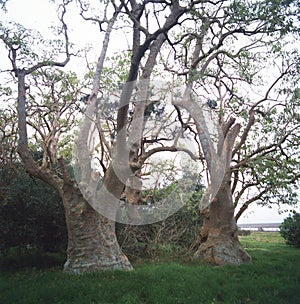 The ombues forests are a rarity, because the ombues are Uruguayan trees. The scientific name of the ombue is Phytolacca dioica. It