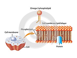 Omega 3 phospholipid