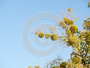 Omela on a damaged tree against a blue sky