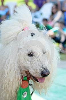 Omer - Beer-Sheva, ISRAEL -Portrait of a white circus poodle in a green tie, July 25, 2015