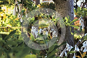 Omikuji fortune papers tied on to tree branches