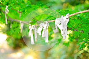 Omikuji, Japanese fortune, tied to a tree branch. Close-up.