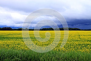 Ominous clouds over Field of Manitoba Canola in blossom