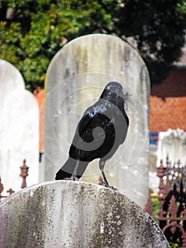 An ominous looking crow holding some fluffs on its beak probably for nesting