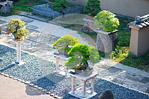 Japanese Omiya bonsai museum in bonsai vilage photo