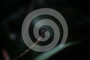 Ommatius. The insect is perched on a leaf.