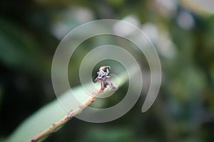 Ommatius. The insect is perched on a leaf.