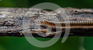 Ommatoiulus moreleti, commonly known as the Portuguese millipede, is a herbivorous