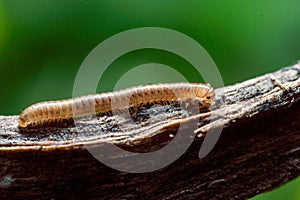 Ommatoiulus moreleti, commonly known as the Portuguese millipede, is a herbivorous millipede photo