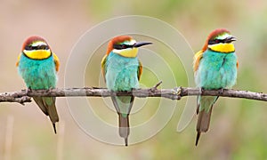 Ð¡ommon bee-eater, Merops apiaster. Three beautiful birds sit on a thin branch