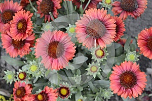 Ommon blanketflower or common gaillardia