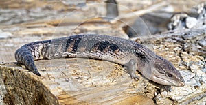 Ð¡ommon blue-tongued skink - Tiliqua scincoides