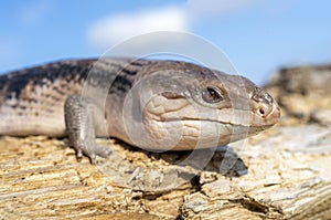 Ð¡ommon blue-tongued skink - Tiliqua scincoides - blue-tongued lizard
