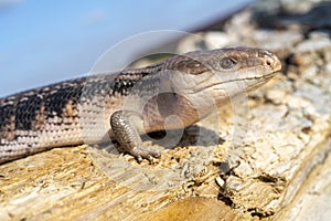 Ð¡ommon blue-tongued skink - Tiliqua scincoides - blue-tongued lizard