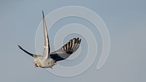 Ð¡ommon Cuckoo in flight against the sky.