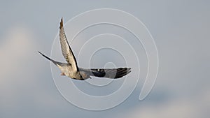 Ð¡ommon Cuckoo in flight against the sky.