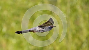 Ð¡ommon Cuckoo in flight against the sky.