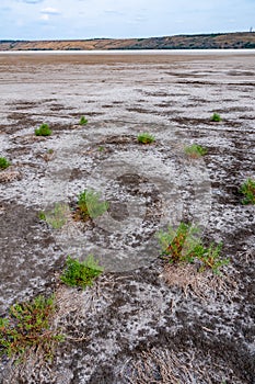 Ð¡ommon glasswort, glasswort (Salicornia europaea), Salt tolerant plants