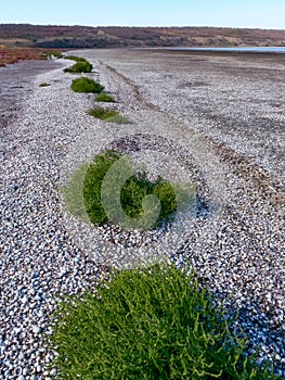 Ð¡ommon glasswort (Salicornia europaea), succulent plant with red pigment