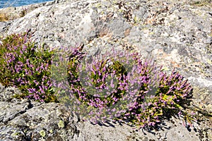 Ð¡ommon heather Calluna vulgaris on the rocky shore of Gulf of Finland, Porkkalanniemi, Kirkkonummi, Finland