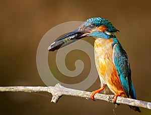 Ð¡ommon kingfisher, Alcedo atthis.A bird holding a fish in its beak, sitting on a branch