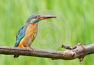 Ð¡ommon kingfisher, Alcedo atthis.A bird holding a fish in its beak, sitting on a branch