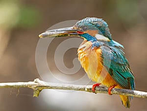 Ð¡ommon kingfisher, Alcedo atthis.A bird holding a fish in its beak, sitting on a branch