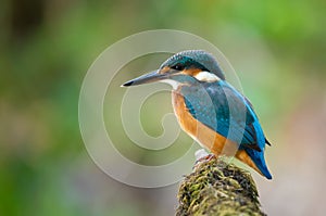 Ð¡ommon kingfisher, Alcedo atthis. The bird sits on a beautiful branch above the river waiting for a fish