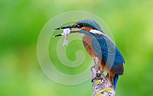 Ð¡ommon kingfisher  Alcedo atthis. The bird sits on a beautiful old branch  holding a freshly caught fish in its beak. The model