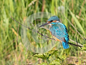 Ð¡ommon kingfisher, Alcedo atthis. A bird sits on a branch among the leaves
